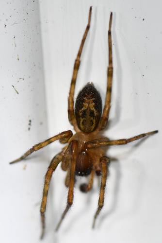 Amaurobius similis
